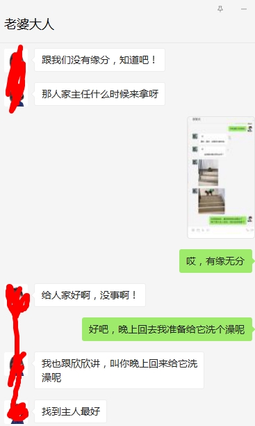 昨天妹妹从店里带回来一只小泰迪-今天找到主人了-失落。。-惠小助(52huixz.com)