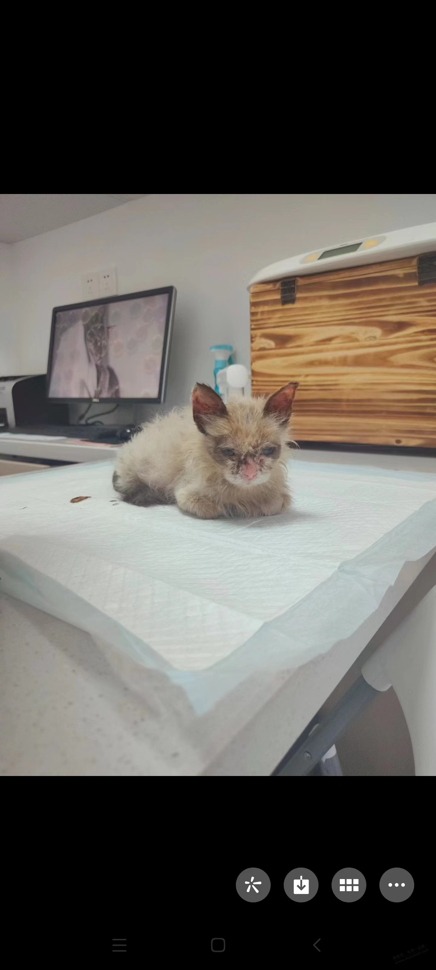 关于大早上反撸800元，记救一只小猫的经过 -  kkkkn团