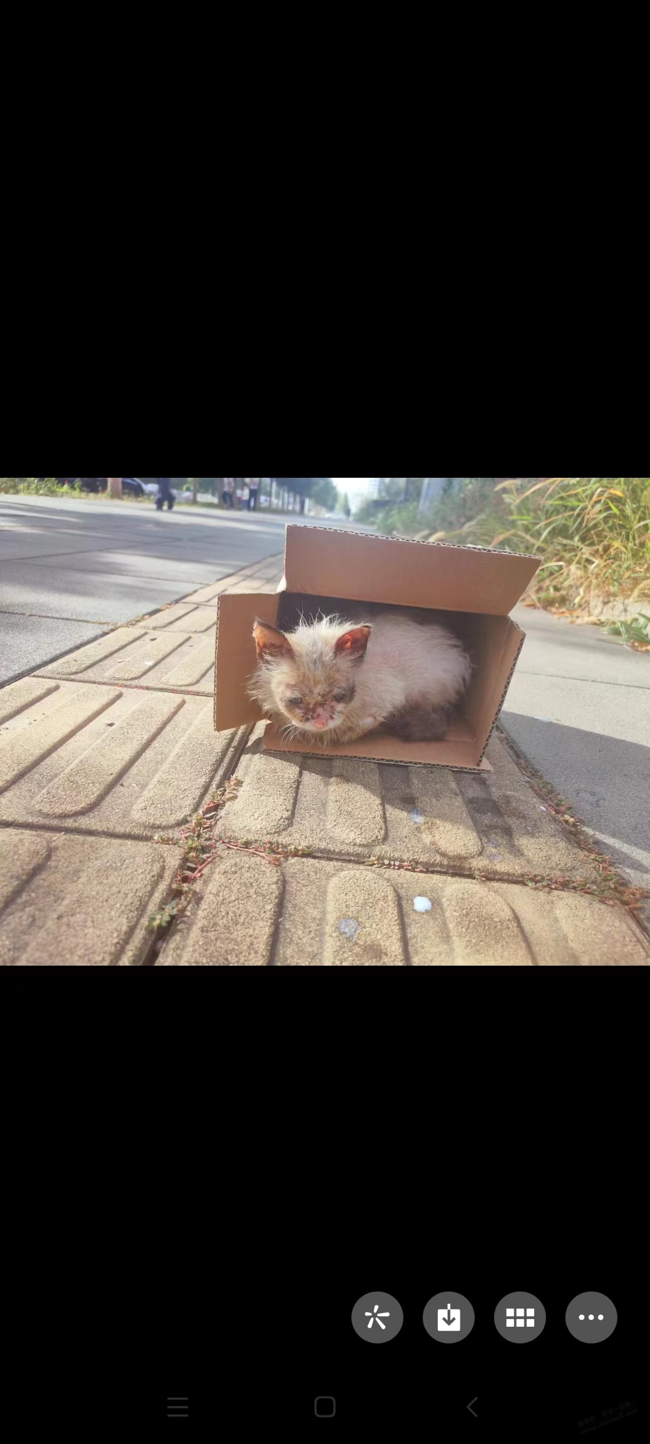 关于大早上反撸800元，记救一只小猫的经过 -  kkkkn团