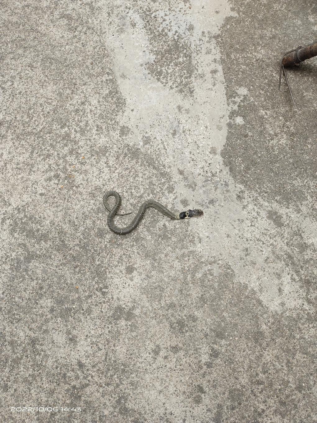 这是什么蛇
