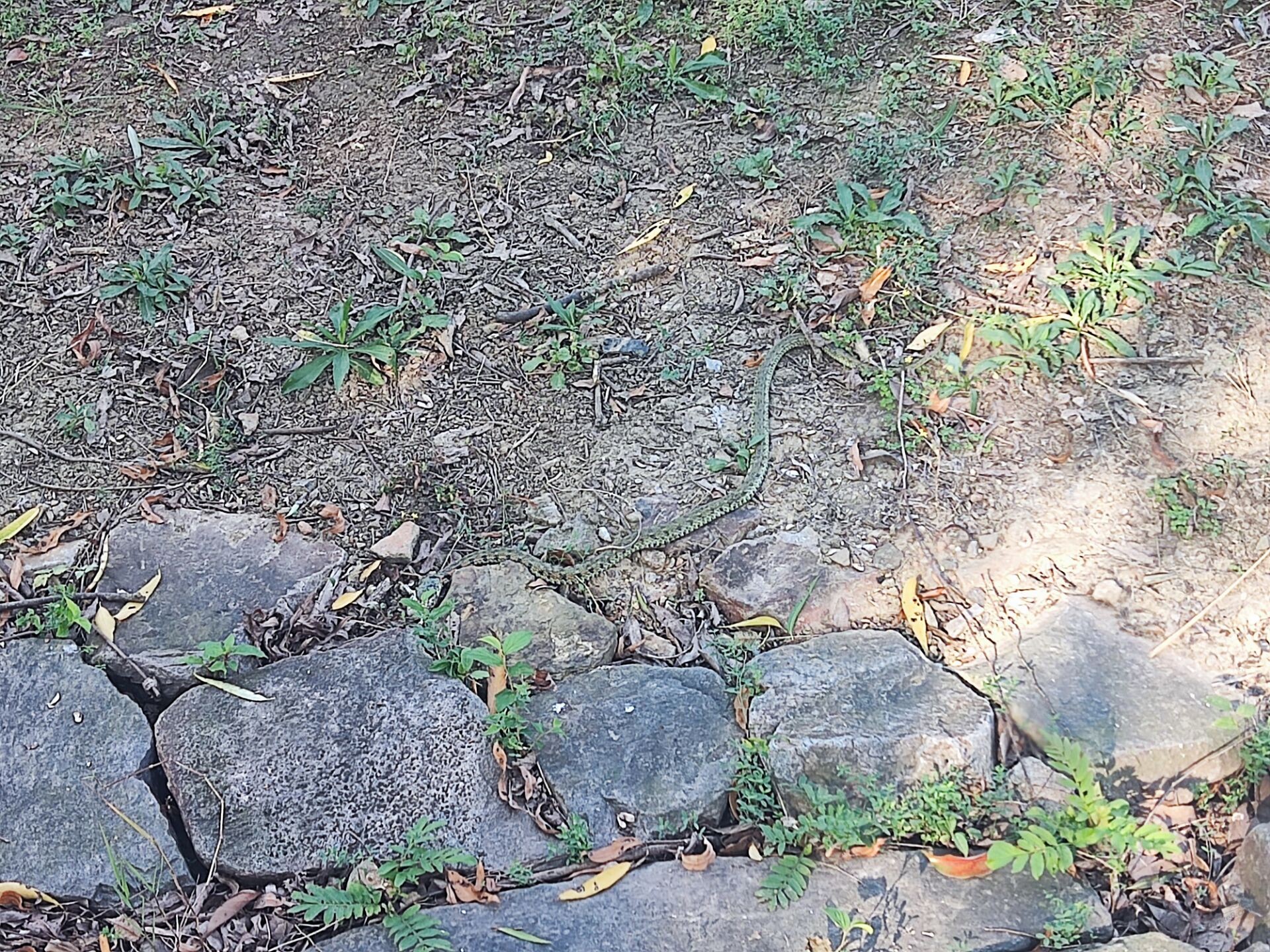 老铁们看看这是什么蛇 - 线报迷