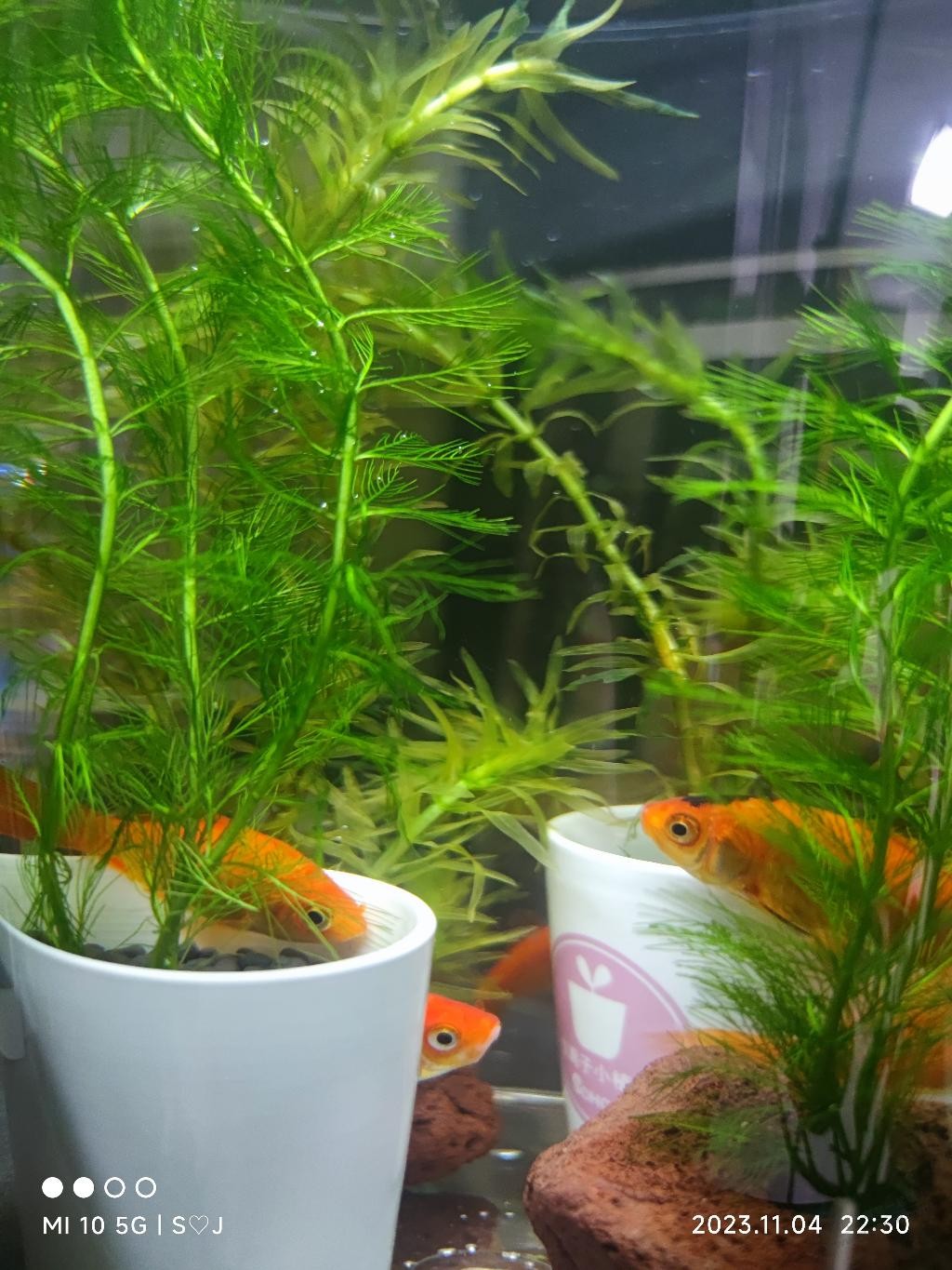 看我简单的生态小鱼缸 - 线报迷