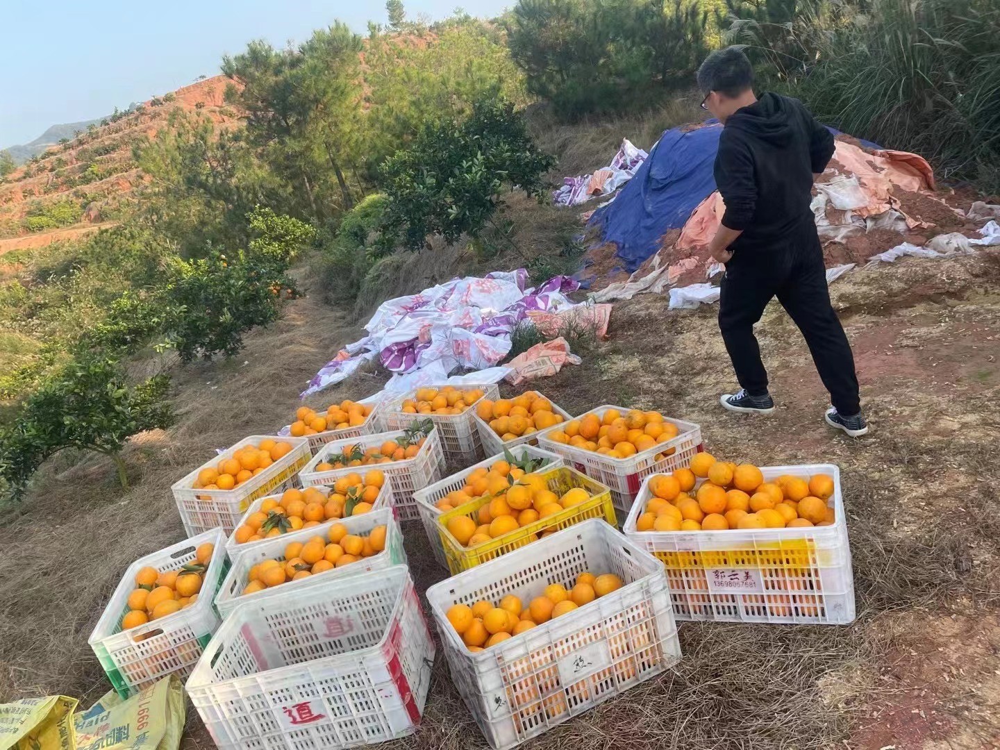 今年的脐橙很好卖 - 线报迷