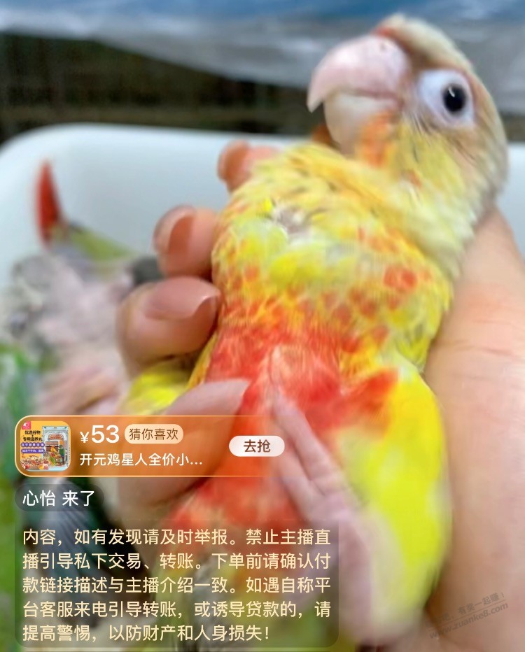 这啥鹦鹉啊 看着好乖