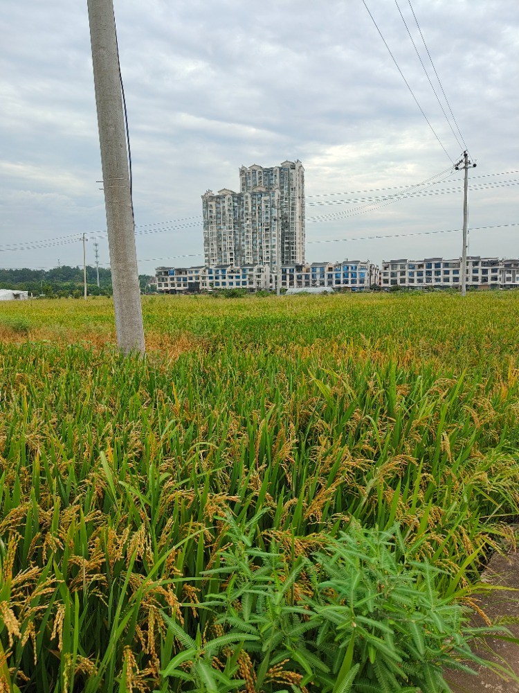 我的农村 怎么样 还一块地都没荒 全种满了 - 线报酷