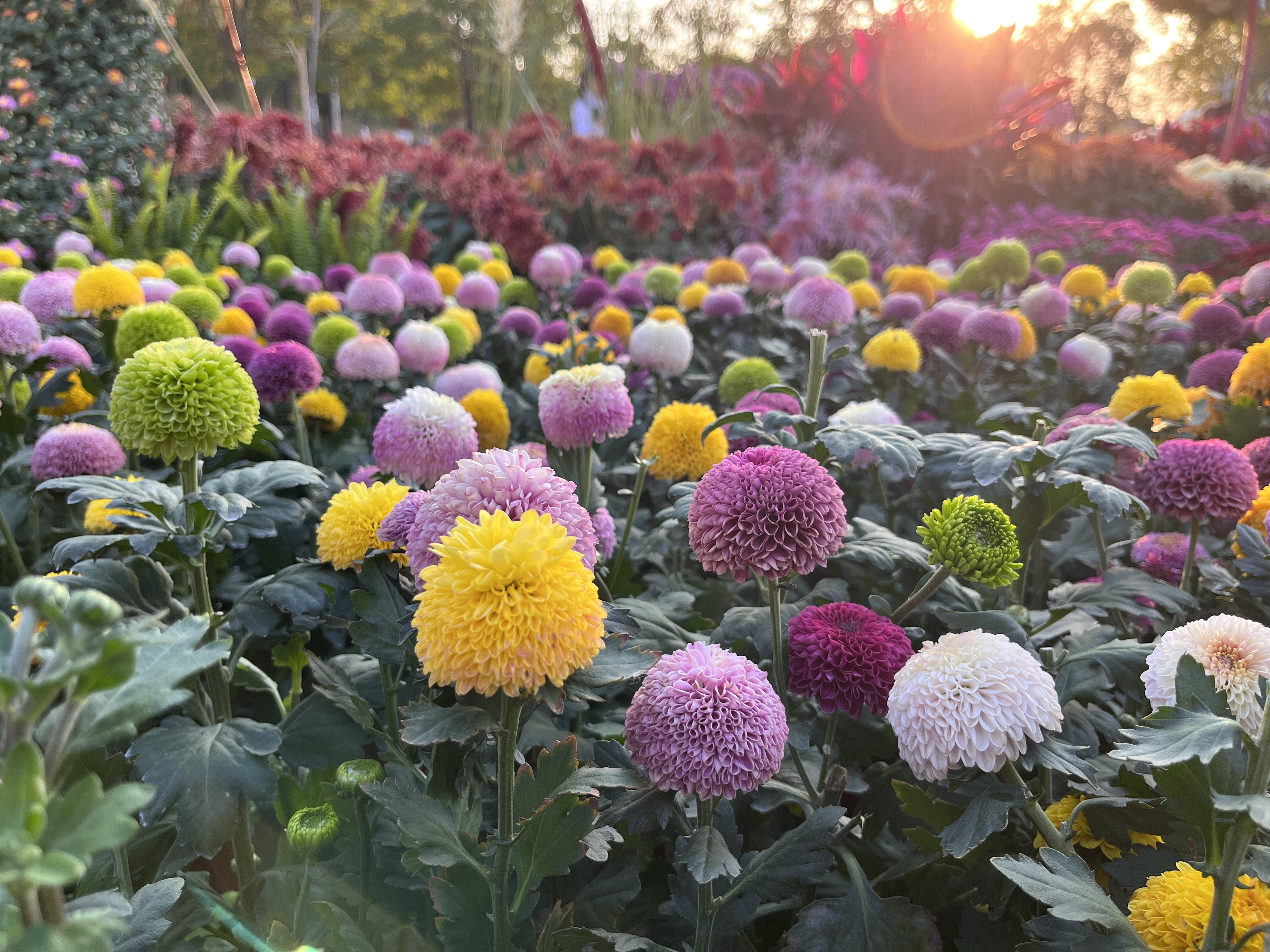 赏花了 - 线报酷