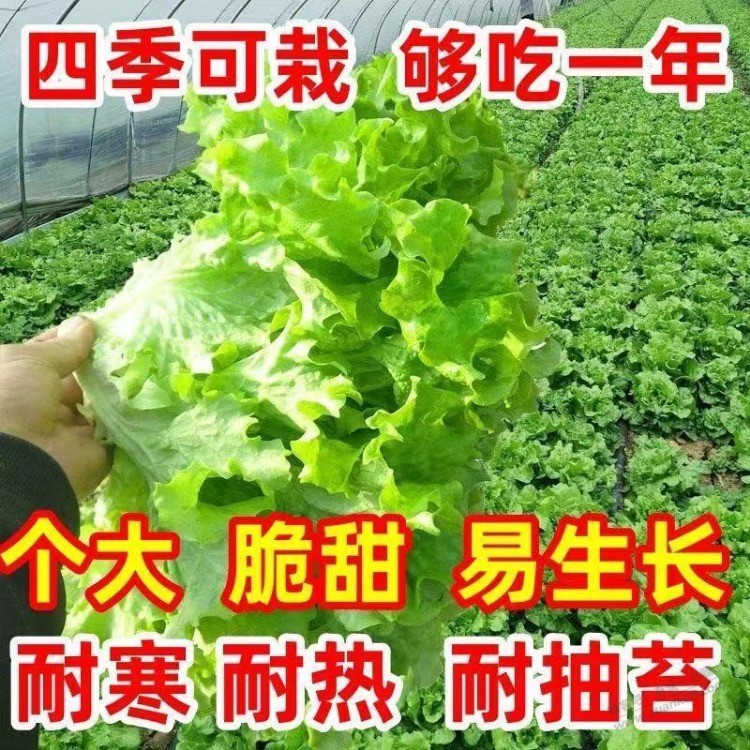 水培生菜在家里好种植吗？之前种草莓失败了，打算在家里种点生菜 - 线报迷