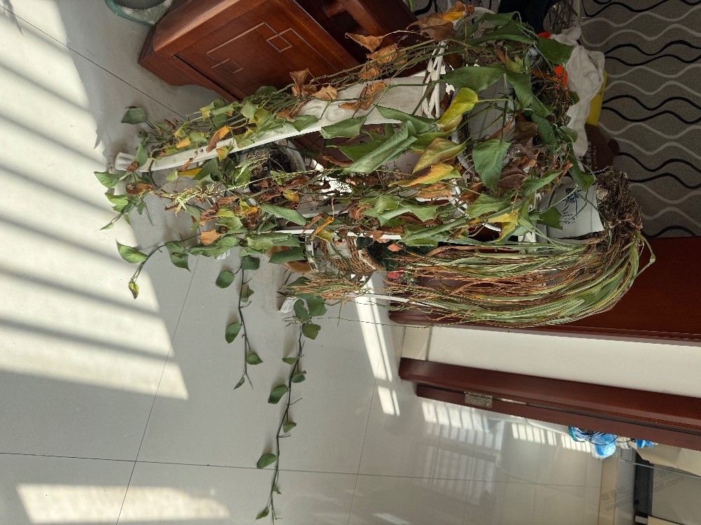 2年不到怎么就这样了 - 清风线报